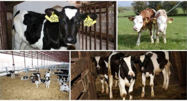 Příčiny a příznaky traumatické retikulitidy u skotu, léčba a prevence